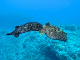 95 Spotted Puffers (mating  ) IMG 2461